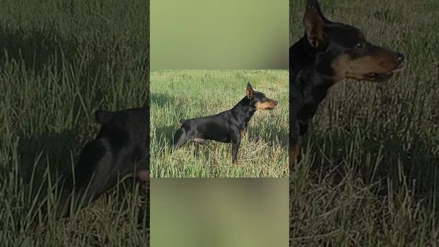 Стандарт породы цвергпинчер смотреть онлайн