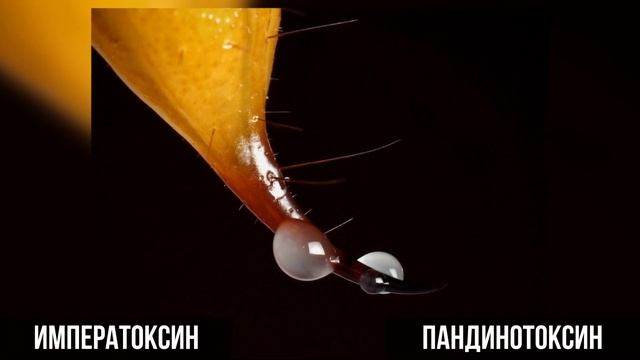 Императорский скорпион - Emperor Scorpion - Science Box