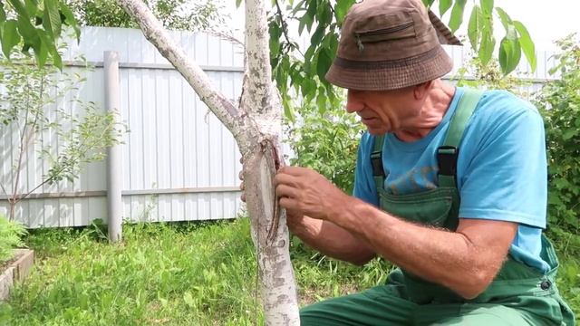 Как вылечить дерево, если на нем треснула кора 2 смотреть онлайн