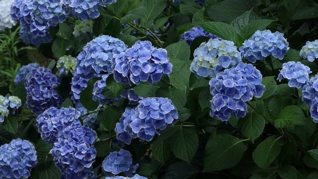 Цветущая гортензия - разнообразие видов кустарника смотреть онлайн