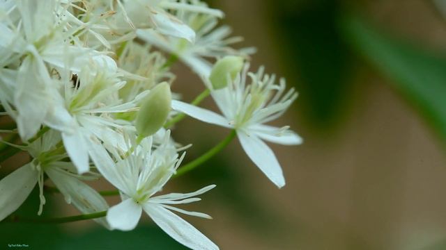 Beautiful Relaxing Music For Stress Relief #relax #relaxing #stressrelief #beautiful #nature