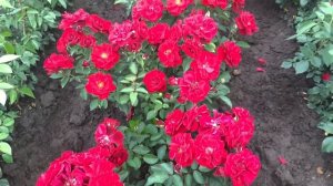 Я от него в восторге!роза Руби Руби (Ruby Ruby)