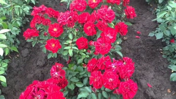 Я от него в восторге!роза Руби Руби (Ruby Ruby)