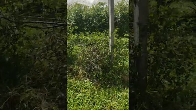 Ягодная ферма в Новой Зеландии - как растет черника/ голубика и виктория смотреть онлайн