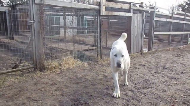 Зоркий Сокол от Рюрикова подворья, 1 год 3 месяца смотреть онлайн