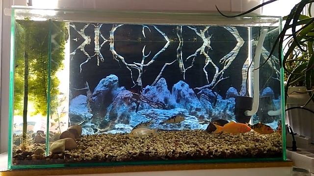 Мой аквариум с карпами кои и аквапоникой смотреть онлайн