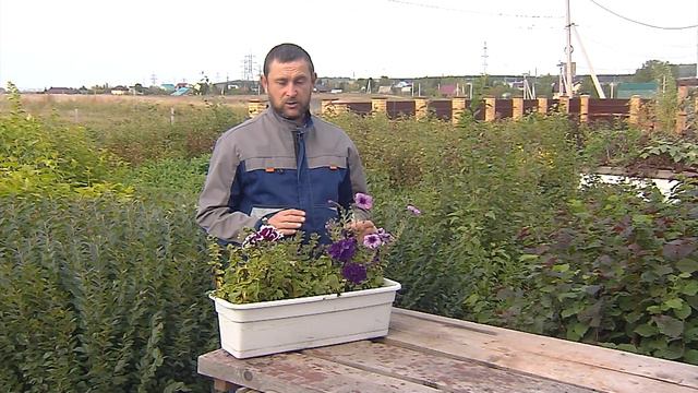 Зеленый участок. Петунии осенью смотреть онлайн