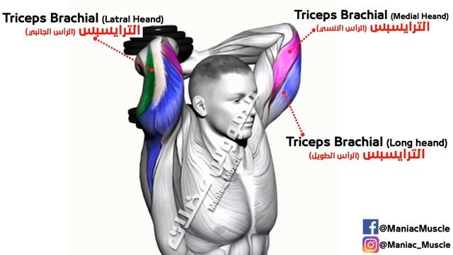 TRICEPS Exercises WITH DUMBBELLS AT HOME AND GYM смотреть онлайн