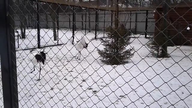 Японский журавль в Ивановском зоопарке смотреть онлайн