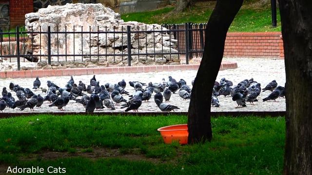 Adorable Cats in Istanbul Love To Live in the Park смотреть онлайн