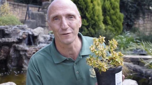 Our plant of the week for 20 June 2020 is the Abelia grandiflora Kaleidoscope смотреть онлайн