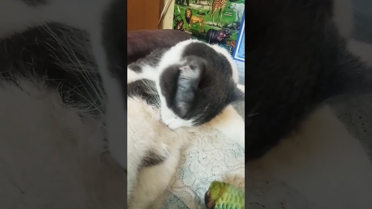 Котик_муркотик. Мурзенька милашка. #кот #добро #любовь #мурзик #осень #питомец смотреть онлайн