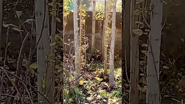 владения кувасая смотреть онлайн