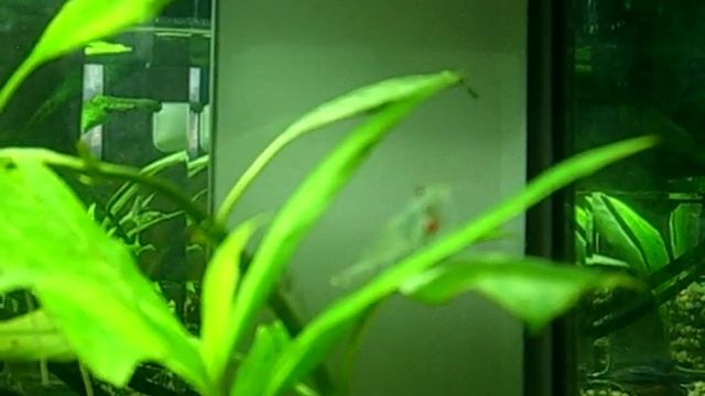 Bettas, African Dwarf Frogs, and Shrimp - 5 Gallon Tank смотреть онлайн