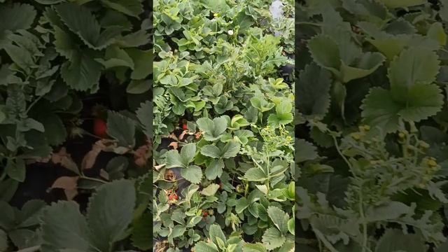 Клубника сорт Флоренция (Флоренс, Florence).