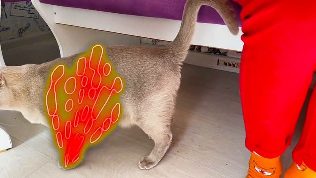 Мисс Томирис и друзья играют #missTomyrisShow смотреть онлайн