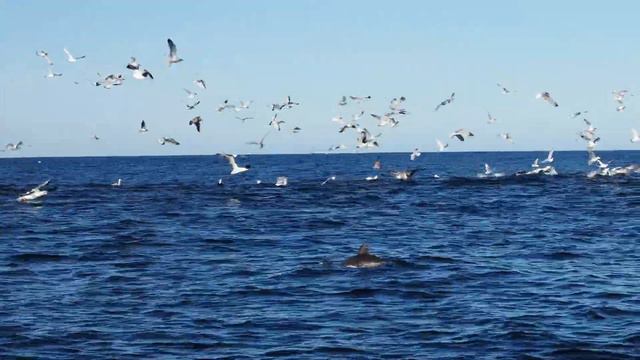 Manjuja Izurde arruntekin eta Antxeta hankabeltzekin 2023 I 03 смотреть онлайн