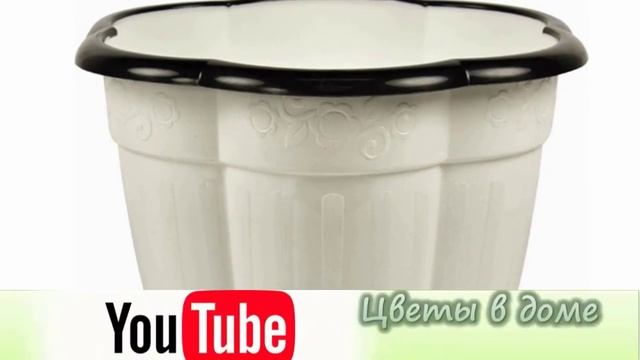 Уход за комнатными растениями в жару. смотреть онлайн