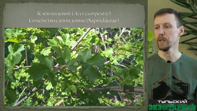 КРЫМ ГЛАЗАМИ НАТУРАЛИСТА. Аборигенные деревья и кустарники. смотреть онлайн