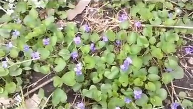 Foraging with The Urban-Abo - Spring Edibles 1 - Featuring Sweet Violets (Viola odorata) смотреть онлайн