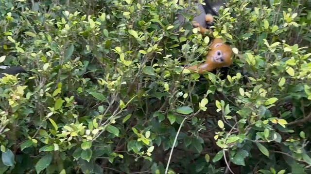 МАЛАЙЗИЯ, ОСТРОВ ЛАНГКАВИ. Переезжаем в ПОТРЯСАЮЩИЙ  ОТЕЛЬ !BERJAYA LANGKAWI RESORT ???