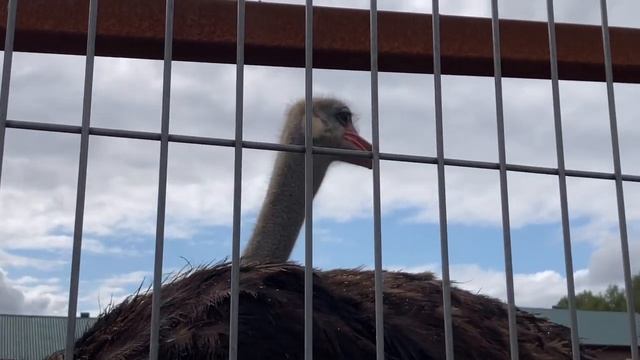 Усадьба Марьино и ферма, Андрианова, Ленинградская область смотреть онлайн