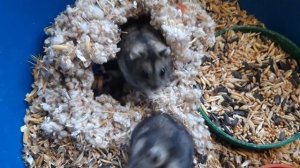 джунгарские хомячки //джунгарики //как разводить