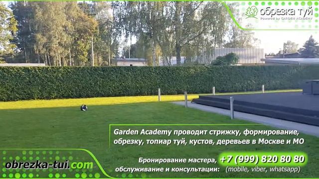 Стрижка туй, обрезка туй ☎+79990008108 www.Obrezka-tui.com смотреть онлайн