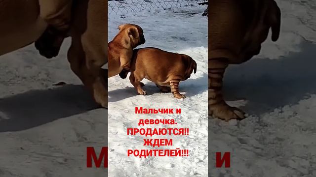 Французики! Продаются!!! смотреть онлайн