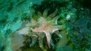 Звездная история  Путешествие в мир морских звезд