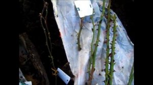 Черенкование роз весной. Черенкование по методу Буррито.