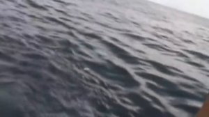 Ловля акул в Атлантическом Океане