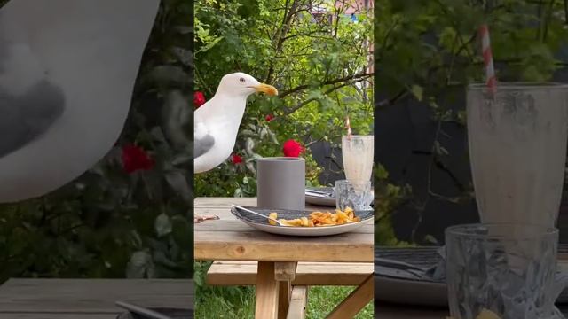 Воробьи Латвии, гордая морская птица ? смотреть онлайн