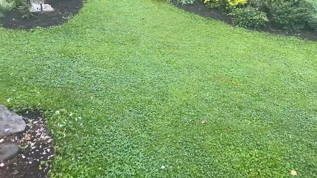 Корал Доун зацвела под дождем.