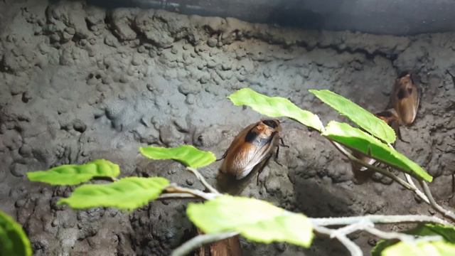 ZOO Варшава.Часть 3: рыбы🐟🐠 и насекомые🪲🕷🦗🦂🪳 (не для слабонервных) смотреть онлайн