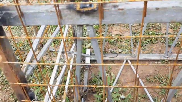 Универсальная ловушка на кабана, лису, барсука. смотреть онлайн