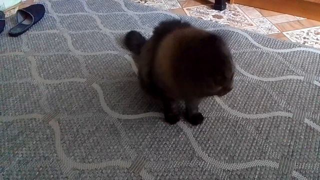 Кот Марс. Выразил мысль  улёгся отдыхать.