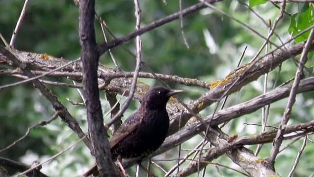 Станиславская Г Б Юный натуралист Первые перелетные птицы смотреть онлайн