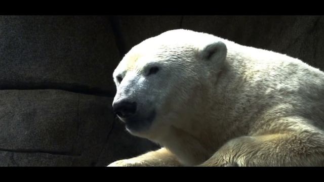 ТВОИ ЛЁГКИЕ Скажут СПАСИБО за ЭТО ВИДЕО смотреть онлайн