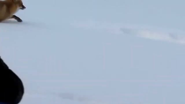 Рыба на стол, лиса на воротник. смотреть онлайн