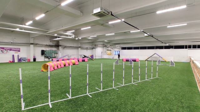 Distance handling agility / papillon смотреть онлайн