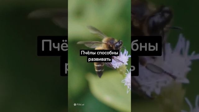 5 интересных фактов #лето #факты #пчелы #интересно #сова #совы #chatgpt #нейросеть смотреть онлайн