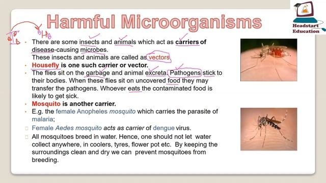 Harmful Microorganisms of Chapter 2 Microorganisms: Friends or Foe by Aman Sir Headstart Education смотреть онлайн