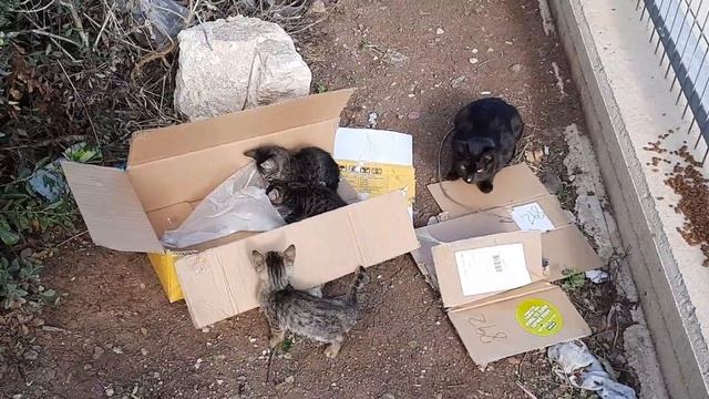 5 КОШЕК В КОРОБОЧКЕ смотреть онлайн