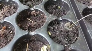 Вырастить акацию серебристую (МИМОЗУ) - это ВОЗМОЖНО!!!