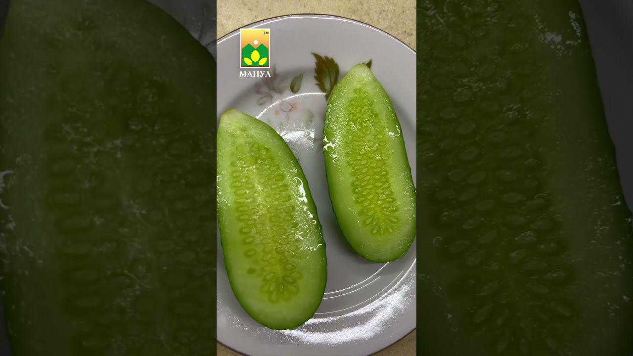 #огурец ✅F1 Наша марка #новинка #агрофирма #агрофирмаманул #семена #огород #дача #сад #овощи #урожай