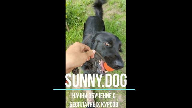 игра с собакой в замедленной сьемки! А ваш пес играет? смотреть онлайн