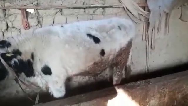 Нитокс 200 смотреть онлайн