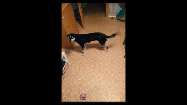 Дудуха,гулять! смотреть онлайн