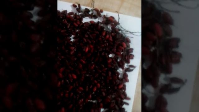 Плоды барбариса,сушка плодов барбариса смотреть онлайн